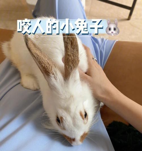 兔子的饲养方法——以跳兔为例（从选购到饲养，全面指导宠物跳兔的养护之道）
