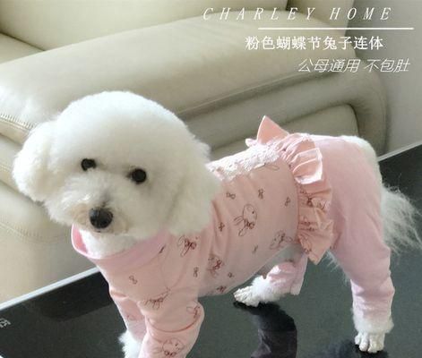 兔子也是好宠物（从泰迪到兔子）