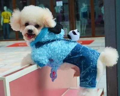 兔子也是好宠物（从泰迪到兔子）