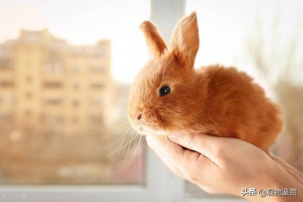 怎么让兔子快速认主