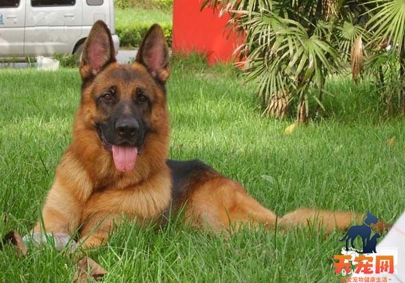 德国牧羊犬体检要点及疾病判断