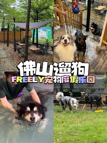 佛山遛狗｜可以游泳可以寄养的宠物乐园