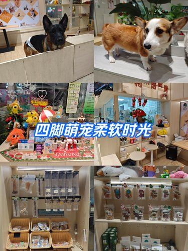 治愈宠物，温暖人心