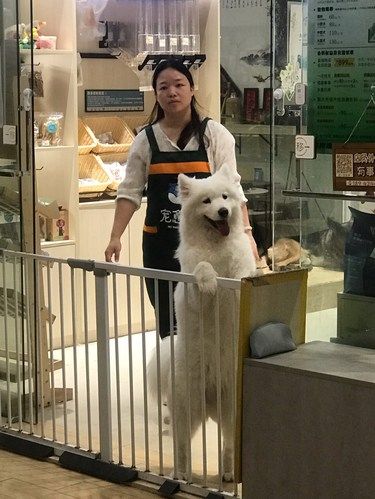 顺德大良撸狗乐园