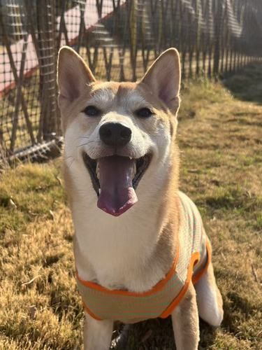 狗狗晒太阳啦☀️