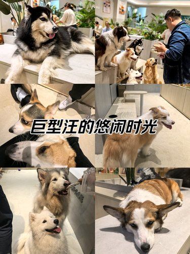 狗狗的快乐，我的快乐