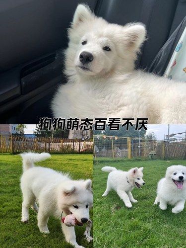 狗狗萌态百看不厌