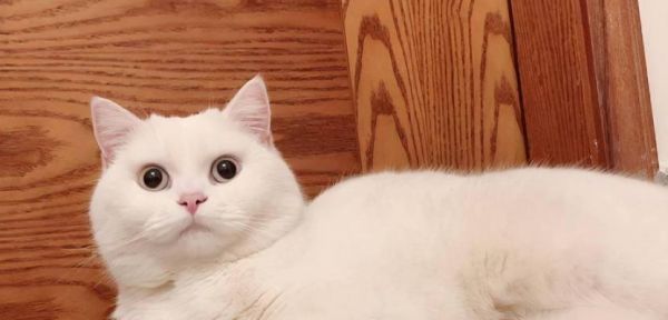 小猫突然不粘人，可能的原因与解决方法（宠物心理变化的迹象）