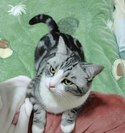小猫突然不粘人，可能的原因与解决方法（宠物心理变化的迹象）