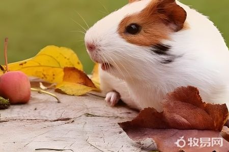 新人怎么养仓鼠