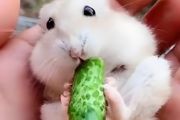 怎么才能养好仓鼠