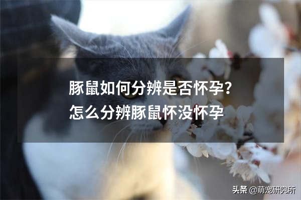 豚鼠如何分辨是否怀孕？怎么分辨豚鼠怀没怀孕