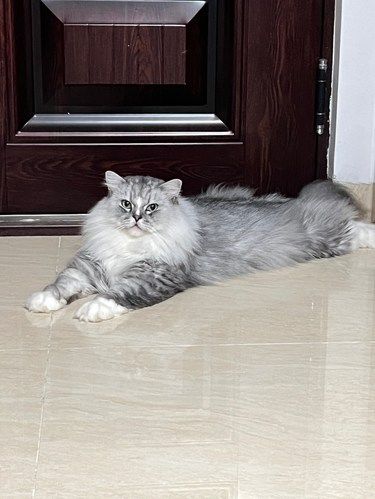 今天猫主子心情复杂了
