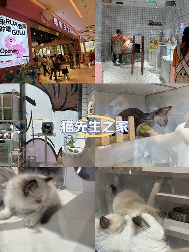 猫先生之家