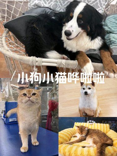 超多的小狗小猫～