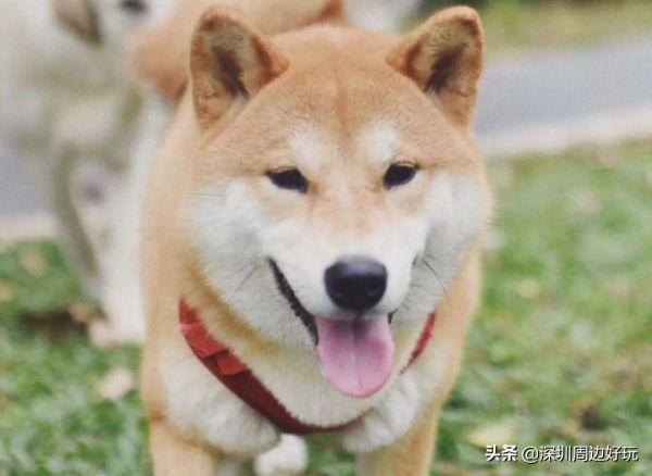 中国萌宠乐园排名，探秘国内最具魅力的宠物乐园