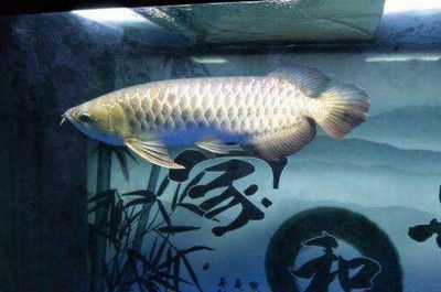 清洗玻璃鱼缸小窍门 水族问答