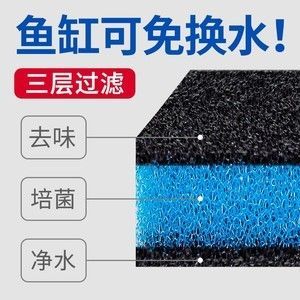 鱼缸过滤棉怎么样：鱼缸过滤棉清洗技巧和注意事项和注意事项 鱼缸百科 第3张