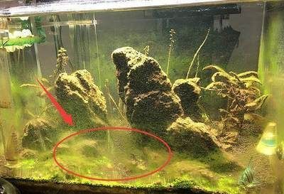 不用清理鱼缸的鱼叫什么鱼：清道夫鱼缸中的清洁工可以帮助清洁鱼缸中的食物残渣