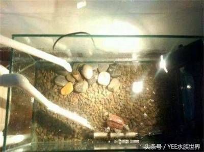 不用清理鱼缸的鱼叫什么鱼：清道夫鱼缸中的清洁工可以帮助清洁鱼缸中的食物残渣
