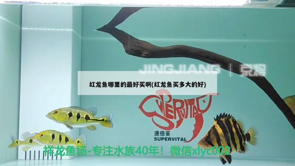 清理鱼缸的最佳方法图解（清理鱼缸的最佳方法图解大全） 鱼缸水泵