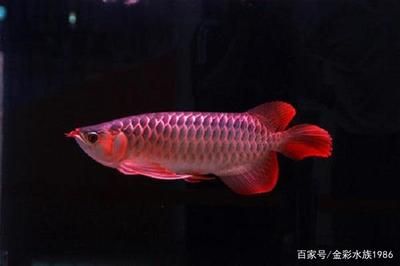 鱼缸如何自清洁（鱼缸如何自清洁消毒） 量子养鱼技术