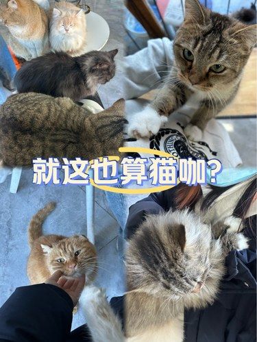 就这也算猫咖吗？
