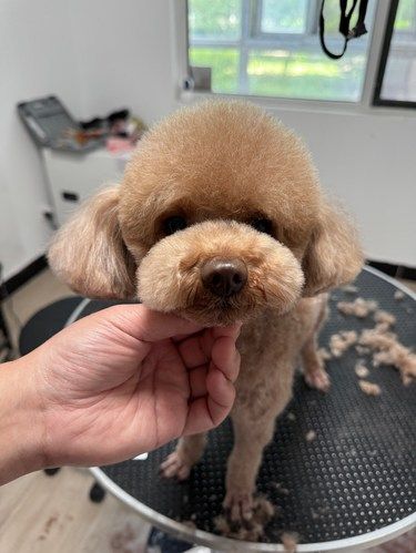 我家萌宠的新造型