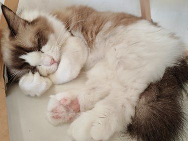 温州超推荐的猫咖