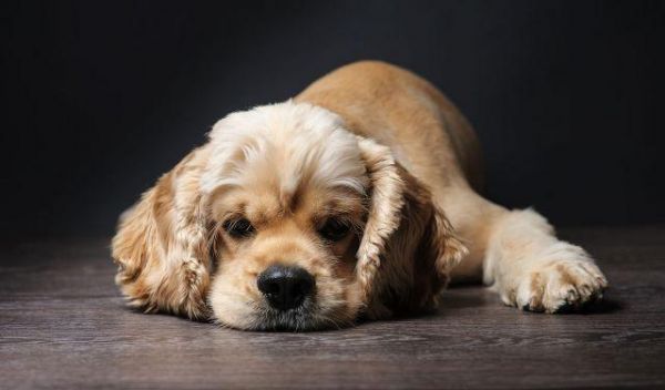 老年犬应该如何控制卡路里摄入，并避免营养过剩？