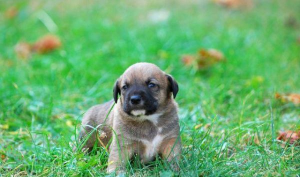 老年犬应该如何控制卡路里摄入，并避免营养过剩？