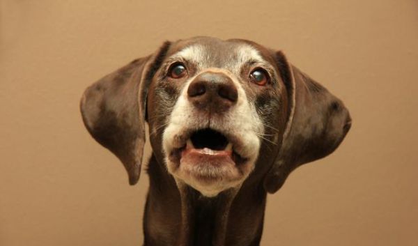 老年犬应该如何控制卡路里摄入，并避免营养过剩？