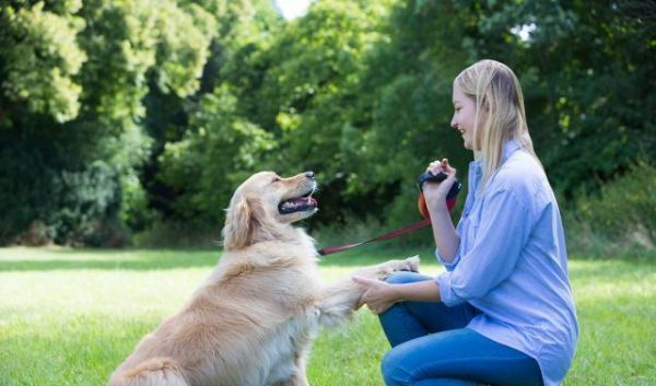 老年犬应该如何控制卡路里摄入，并避免营养过剩？