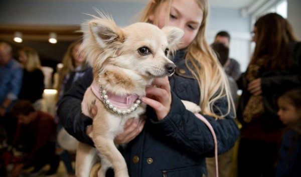 老年犬应该如何控制卡路里摄入，并避免营养过剩？