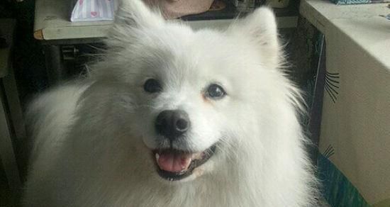 银狐犬特点全解析（了解一下这些特点，让你更爱上它们）