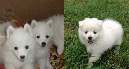 银狐犬特点全解析（了解一下这些特点，让你更爱上它们）