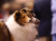 犬异食癖的病因及症状