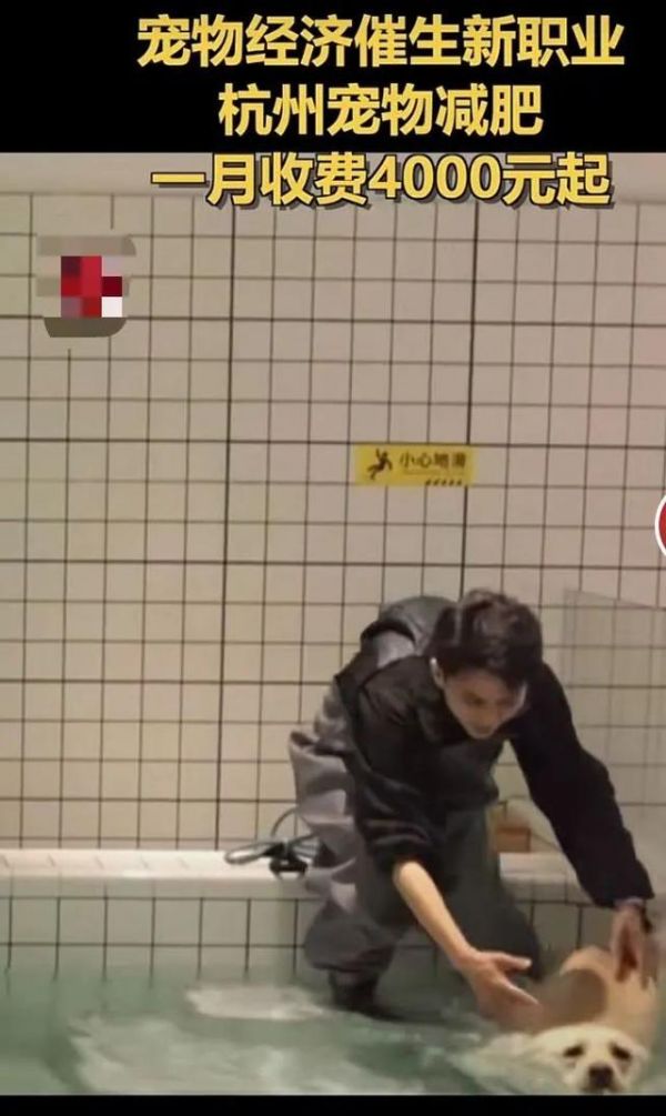 每月4000元“一对一”给宠物减肥，值吗？（一对一宠物美容学校）