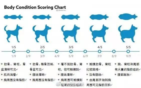 每月4000元“一对一”给宠物减肥，值吗？（一对一宠物美容学校）