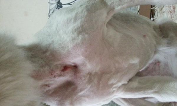 宠物狗狗屁股旁边红了，该怎么办（犬臀肌炎引发的红肿）