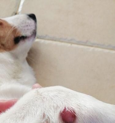 宠物狗狗屁股旁边红了，该怎么办（犬臀肌炎引发的红肿）
