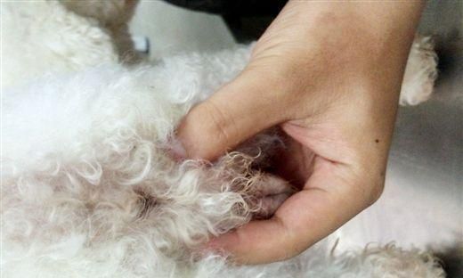 宠物狗狗屁股旁边红了，该怎么办（犬臀肌炎引发的红肿）
