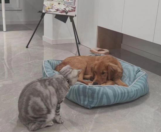凯锐思猫粮、狗粮、猫砂……春节回家猫狗如何安置？