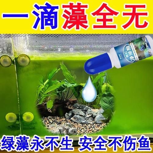鱼缸上有青苔怎么去除
