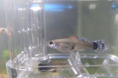 鱼缸水质管理方法：鱼缸水质管理全攻略了解如何有效地管理鱼缸水质管理 鱼缸百科 第2张
