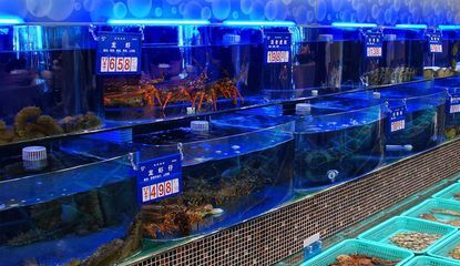 海鲜鱼缸水质管理秘籍：海鲜馆鱼缸水质管理 鱼缸百科 第1张