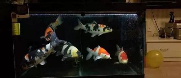 缸养锦鲤，一定要学会这九个小技巧