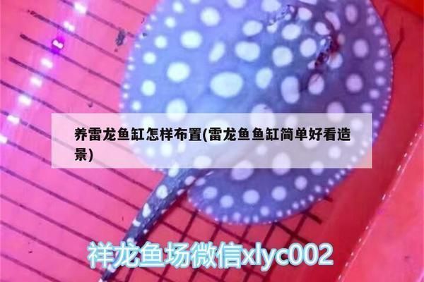 雷龙鱼 鱼缸（雷龙鱼鱼缸尺寸、ph值的控制、布景元素的选择及注意事项）