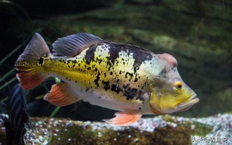 雷龙鱼 鱼缸（雷龙鱼鱼缸尺寸、ph值的控制、布景元素的选择及注意事项）