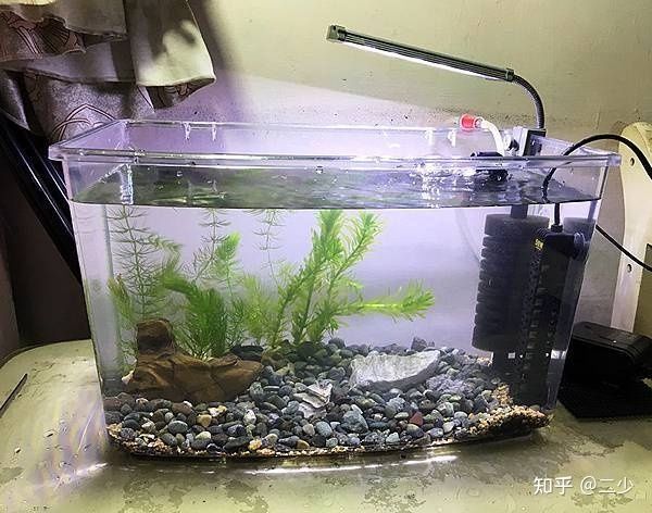 打造鱼缸生态圈的方法：如何打造一个大型的鱼缸生态圈 鱼缸百科 第2张